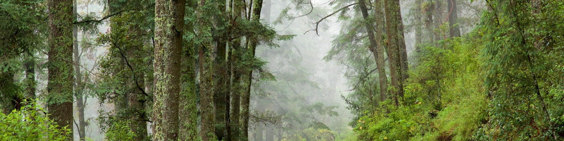 El Chico National Park which includes forest scenes and mist or fog