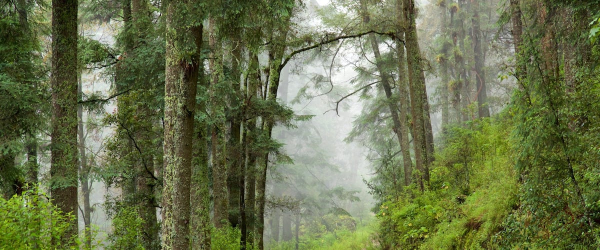 A forest path surrounded by tall trees and dense underbrush.