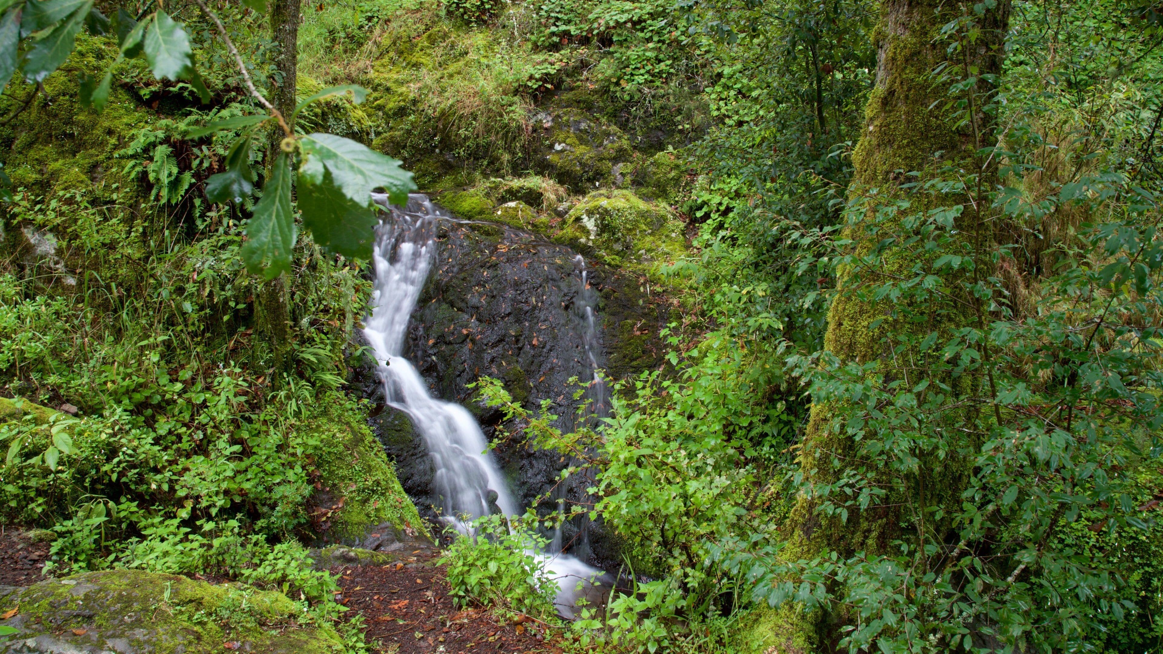 El Chico National Park which includes forests and a waterfall