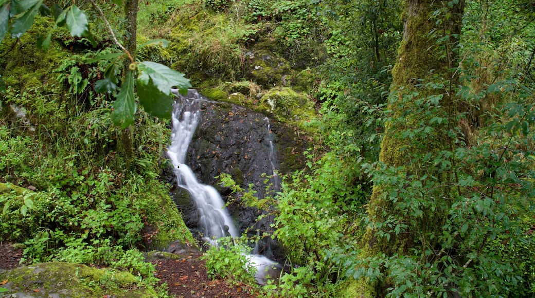 El Chico National Park which includes forests and a waterfall