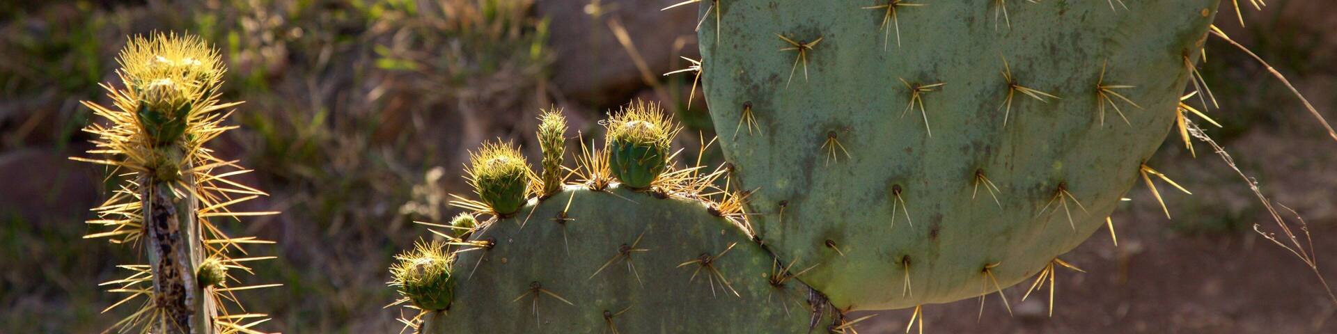 El Charco del Ingenio