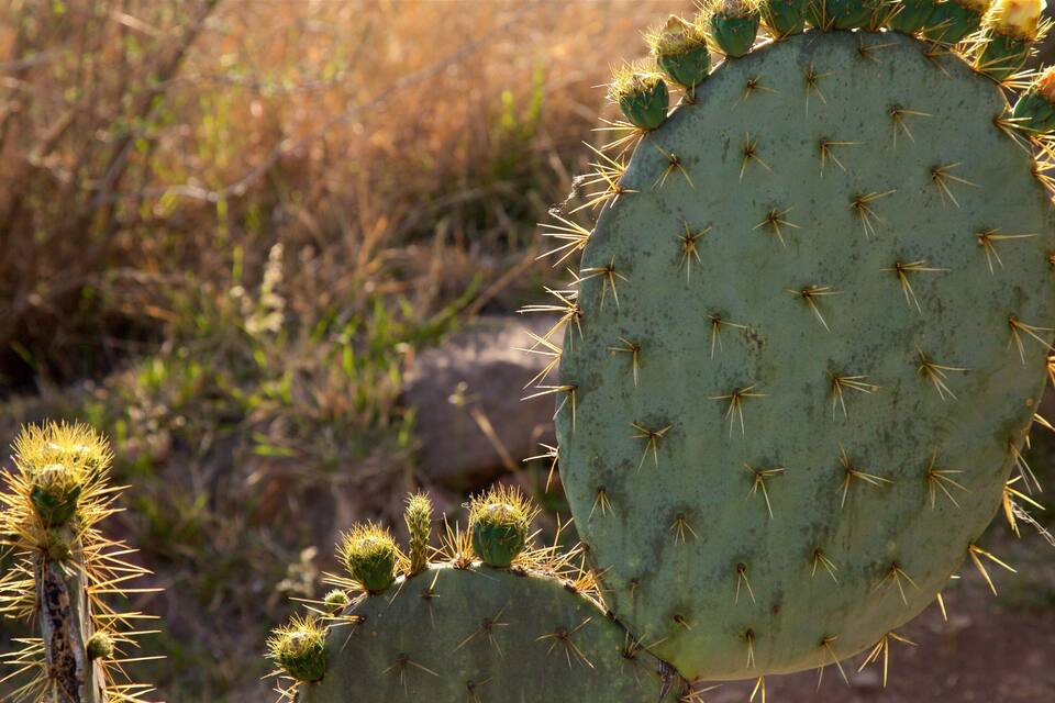 Um cacto grande com espinhos e pequenos botões verdes em uma paisagem seca e gramada.