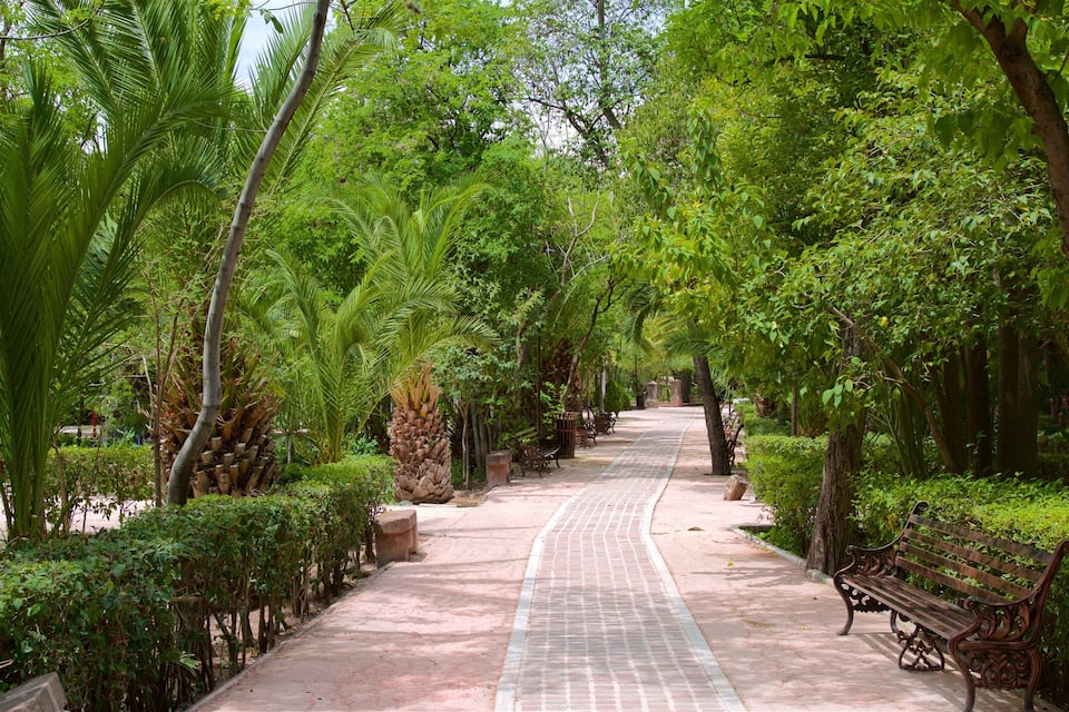 Um caminho pavimentado ladeado por bancos e vegetação exuberante, incluindo palmeiras e arbustos diversos.
