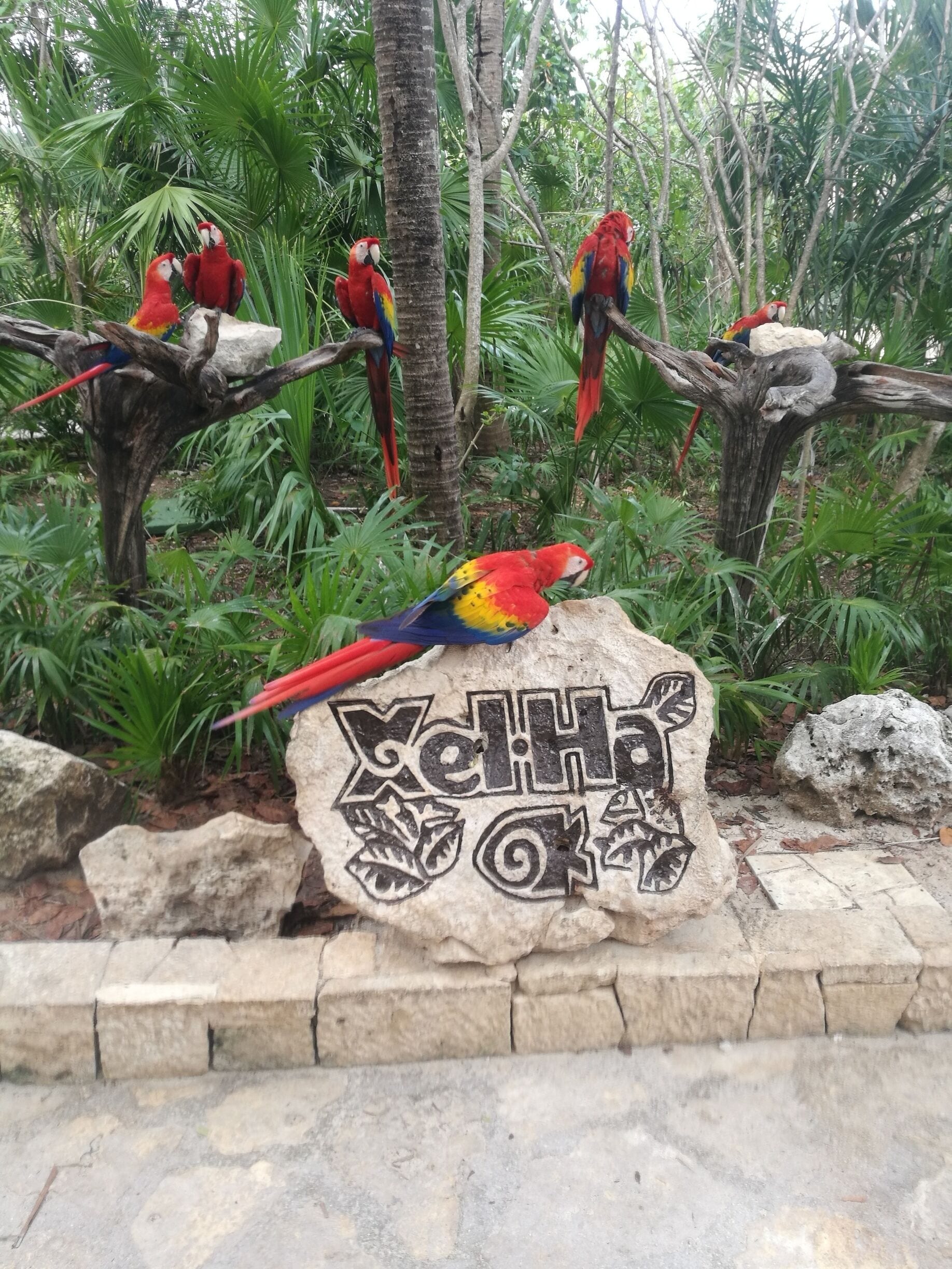 A stone with 'Xeh' carved on it surrounded by trees and birds.