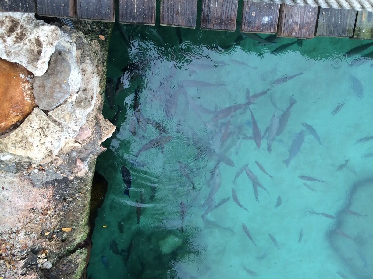 Feeding some of the locals at Xel-Ha.