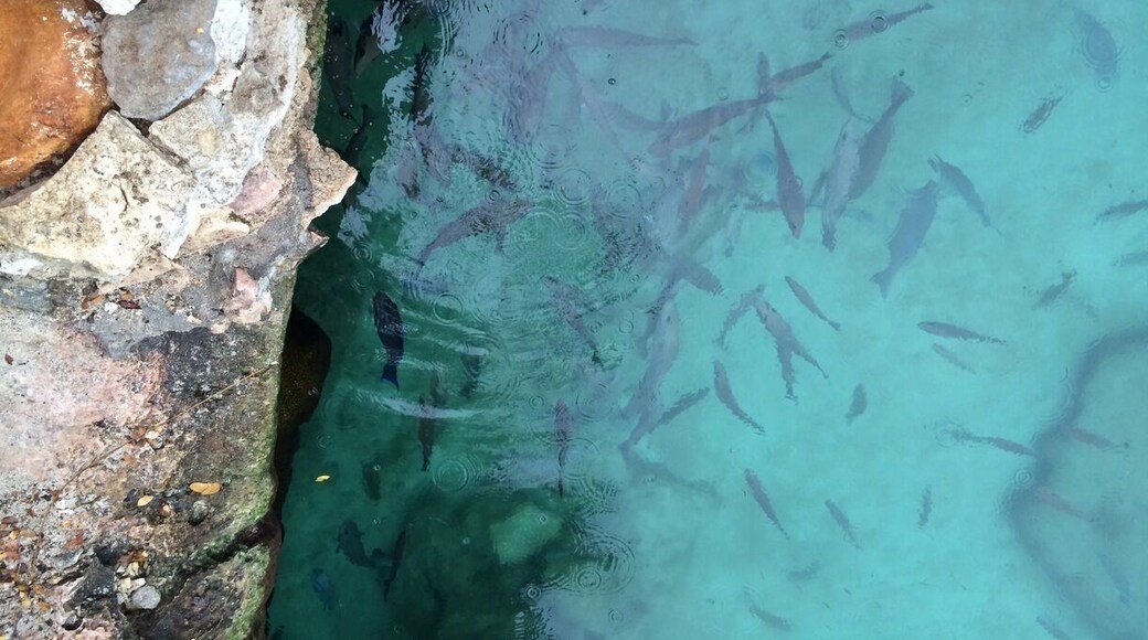 Feeding some of the locals at Xel-Ha.
