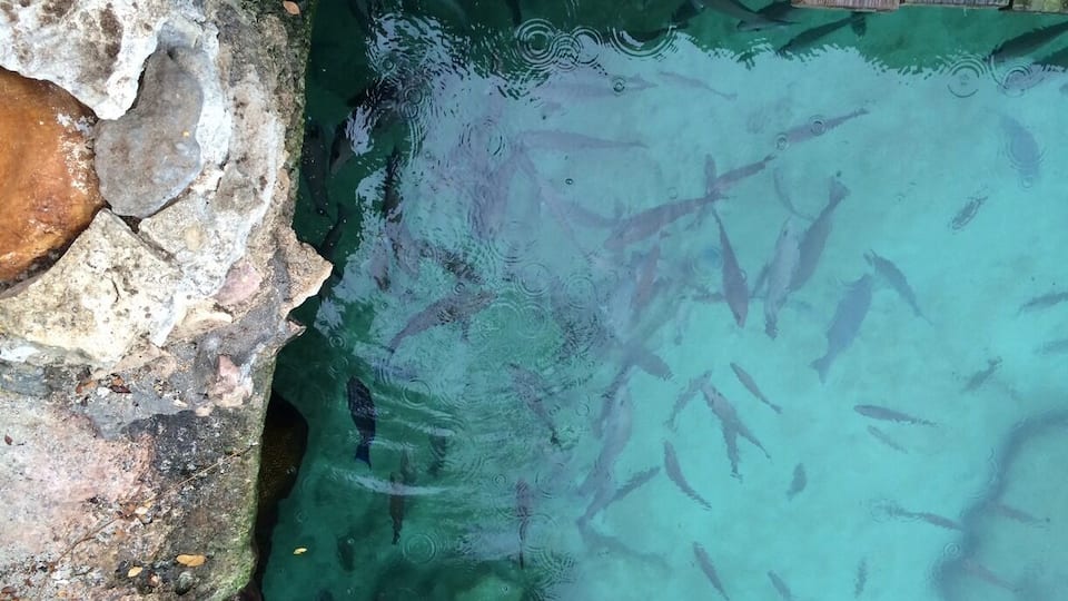 A clear pool with fish swimming, surrounded by rocks and wooden planks.