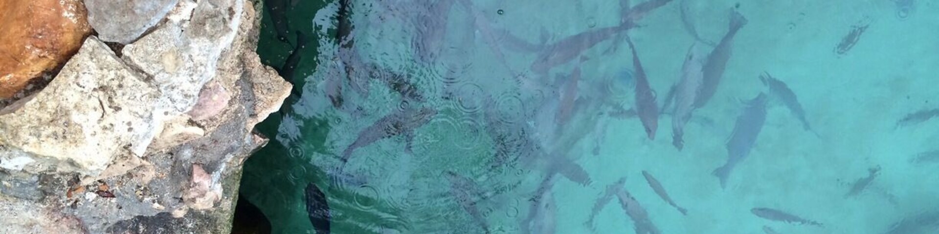 Una piscina cristalina con peces nadando, rodeada de rocas y pasarelas de madera.