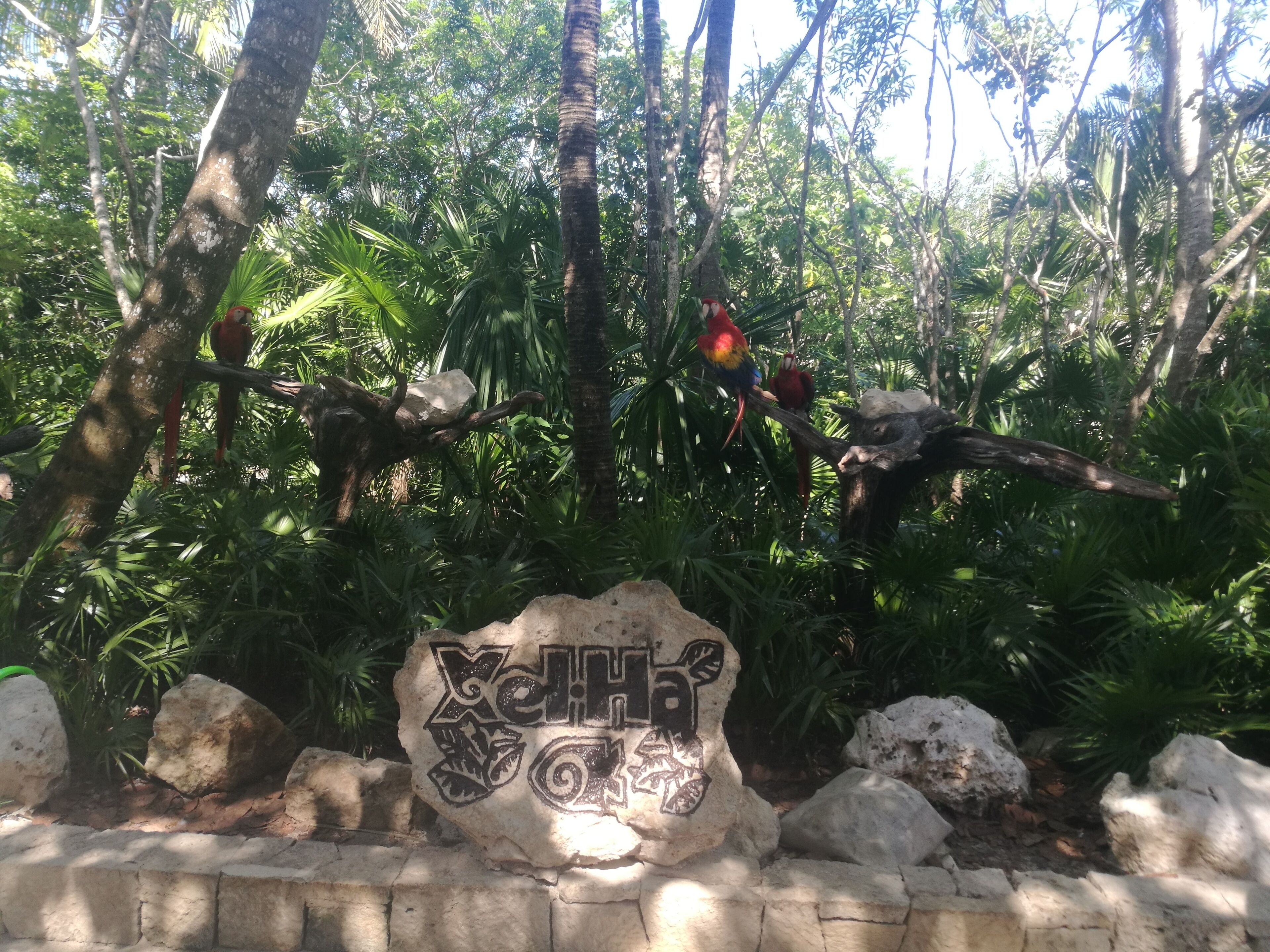 Parrots at Xelha ... #LifeatExpedia