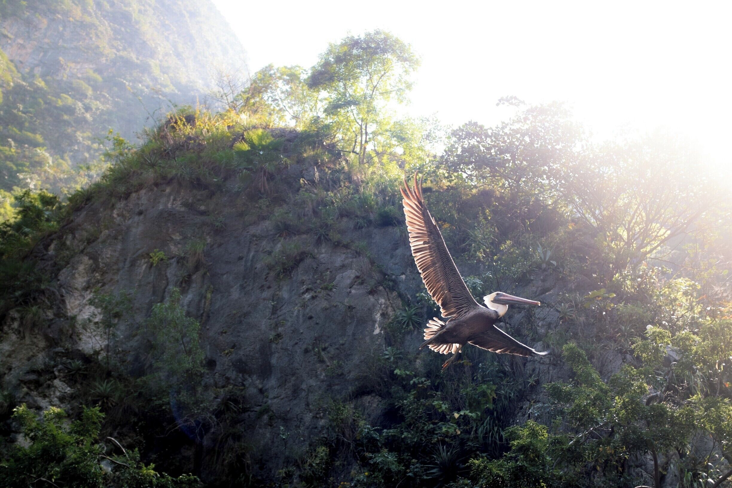 Flight of the Pelicans 🦅

Wildlife in El Cañón de Sumidero was not shy. We came across three huge pelicans perched in a tree with their water flippers trying to hold on tight.
They were much more majestic in the air!

Close as I can get to a pelican emoji. Maybe we his is more suitable. 🦆