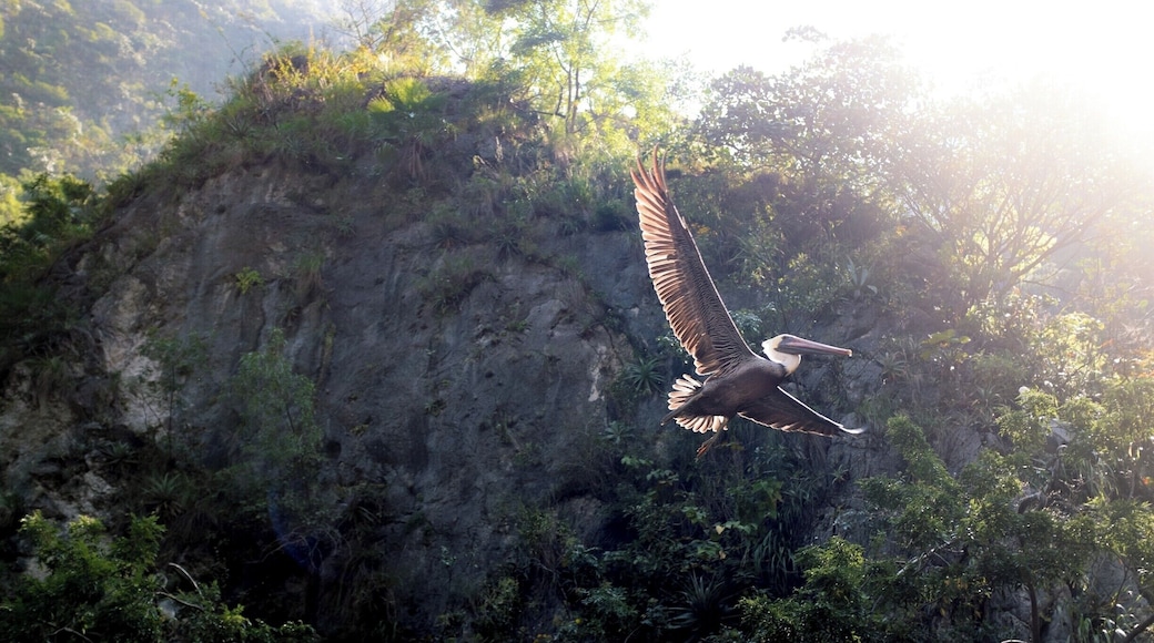 Flight of the Pelicans 🦅
Wildlife in El Cañón de Sumidero was not shy. We came across three huge pelicans perched in a tree with their water flippers trying to hold on tight.
They were much more majestic in the air!
Close as I can get to a pelican emoji. Maybe we his is more suitable. 🦆