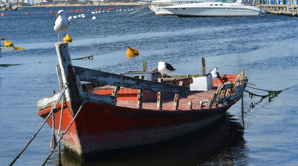 Puerto de Punta del Este