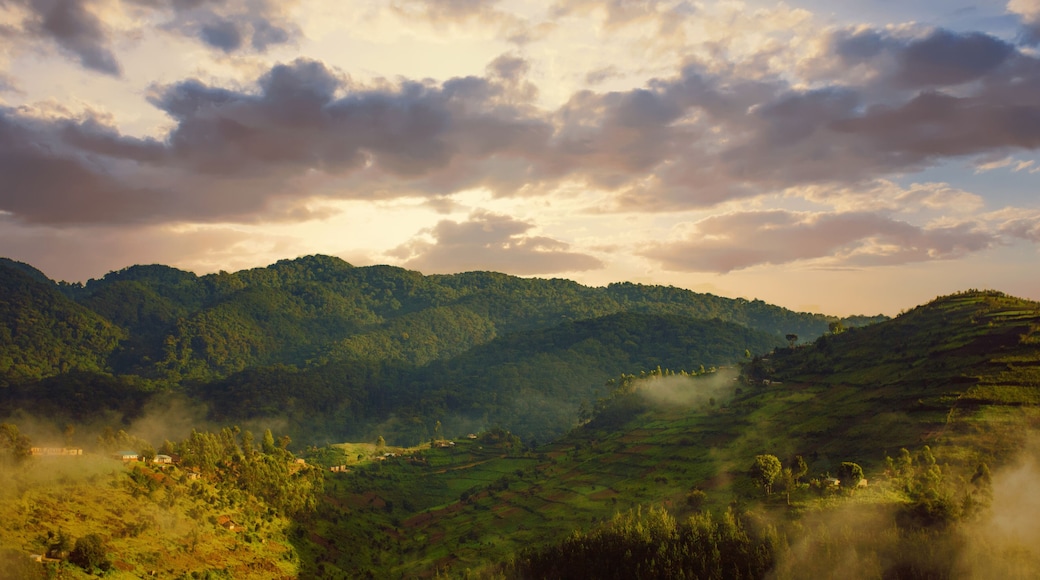 Landscape in southwestern Uganda, at the Bwindi Impenetrable Forest National Park, at the borders of Uganda, Congo and Rwanda. The Bwindi National Park is the home of the mountain gorillas.