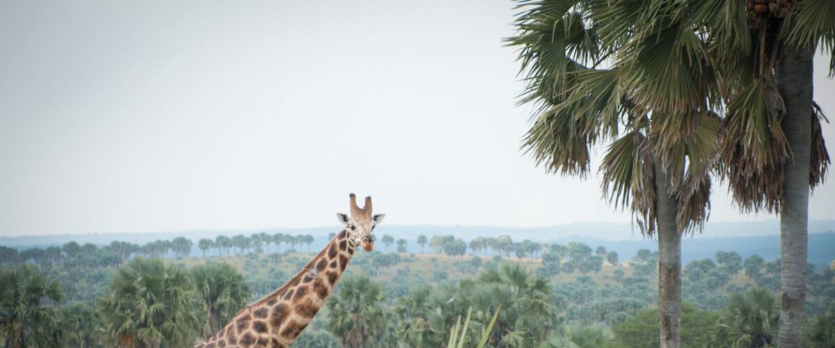 Our first giraffe spotted in the wild.
The overall vibe of Murchison Falls NP was extraordinary.
We loved it!