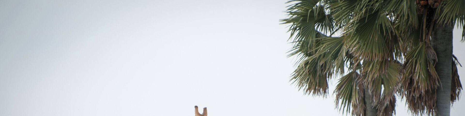 Our first giraffe spotted in the wild.
The overall vibe of Murchison Falls NP was extraordinary.
We loved it!