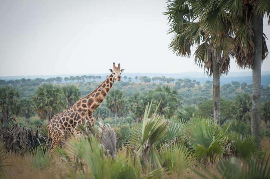 Our first giraffe spotted in the wild.
The overall vibe of Murchison Falls NP was extraordinary.
We loved it!