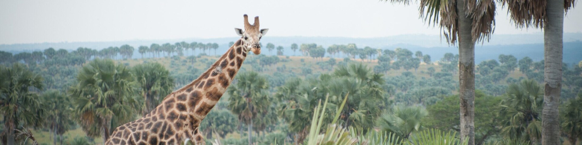 Our first giraffe spotted in the wild.
The overall vibe of Murchison Falls NP was extraordinary.
We loved it!