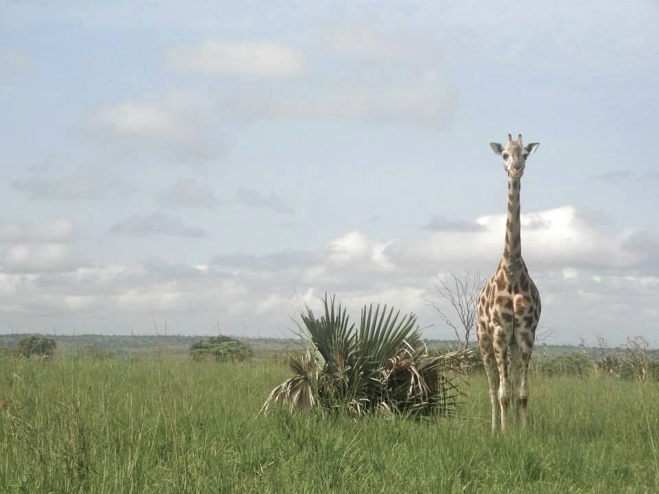 Murchison Falls, Uganda. 