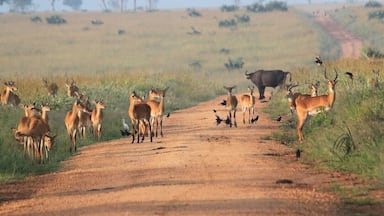 Un camino de tierra con una manada de antílopes y un búfalo en un paisaje de sabana.