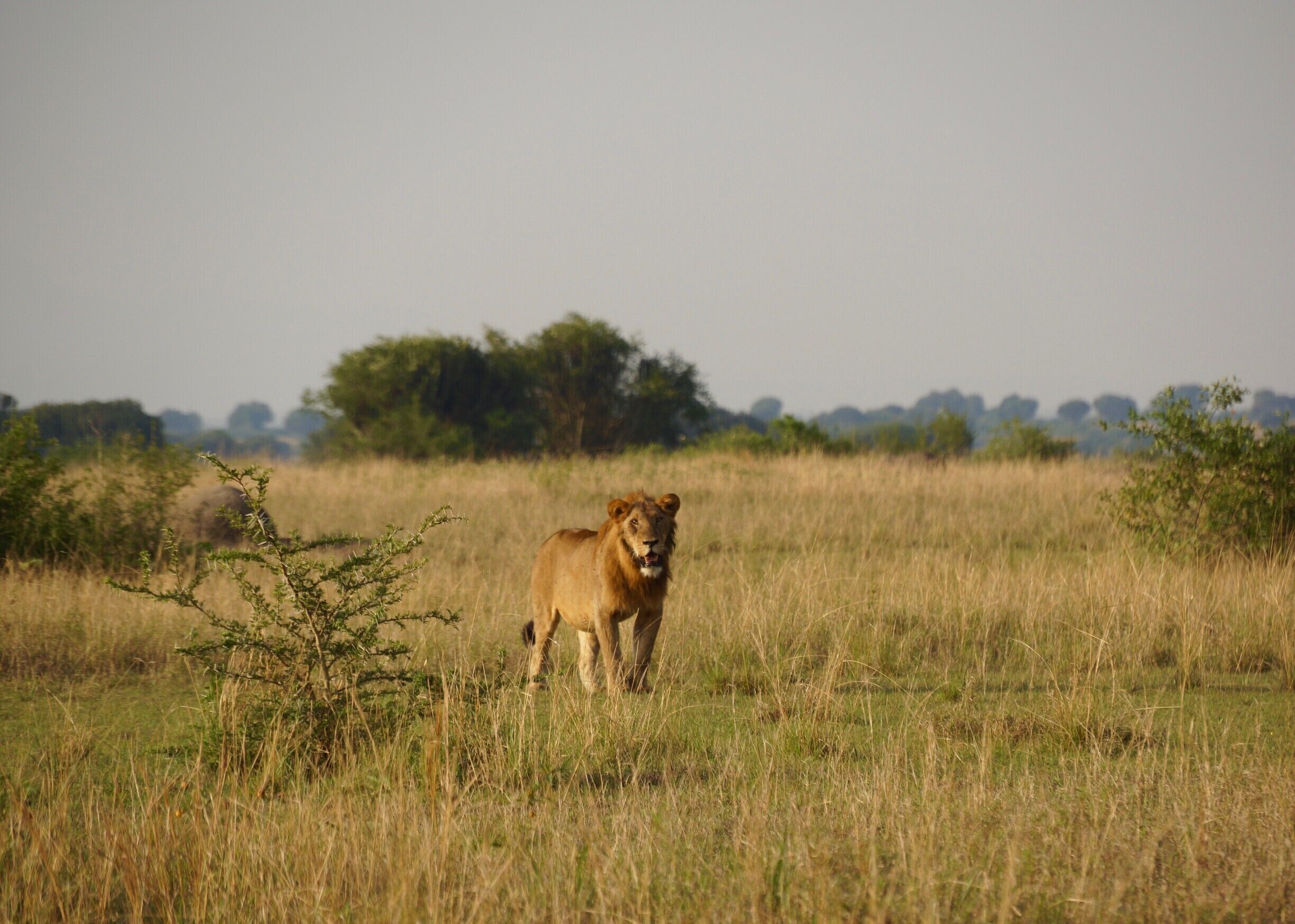 A lion we spotted during our evening drive around the park. 
