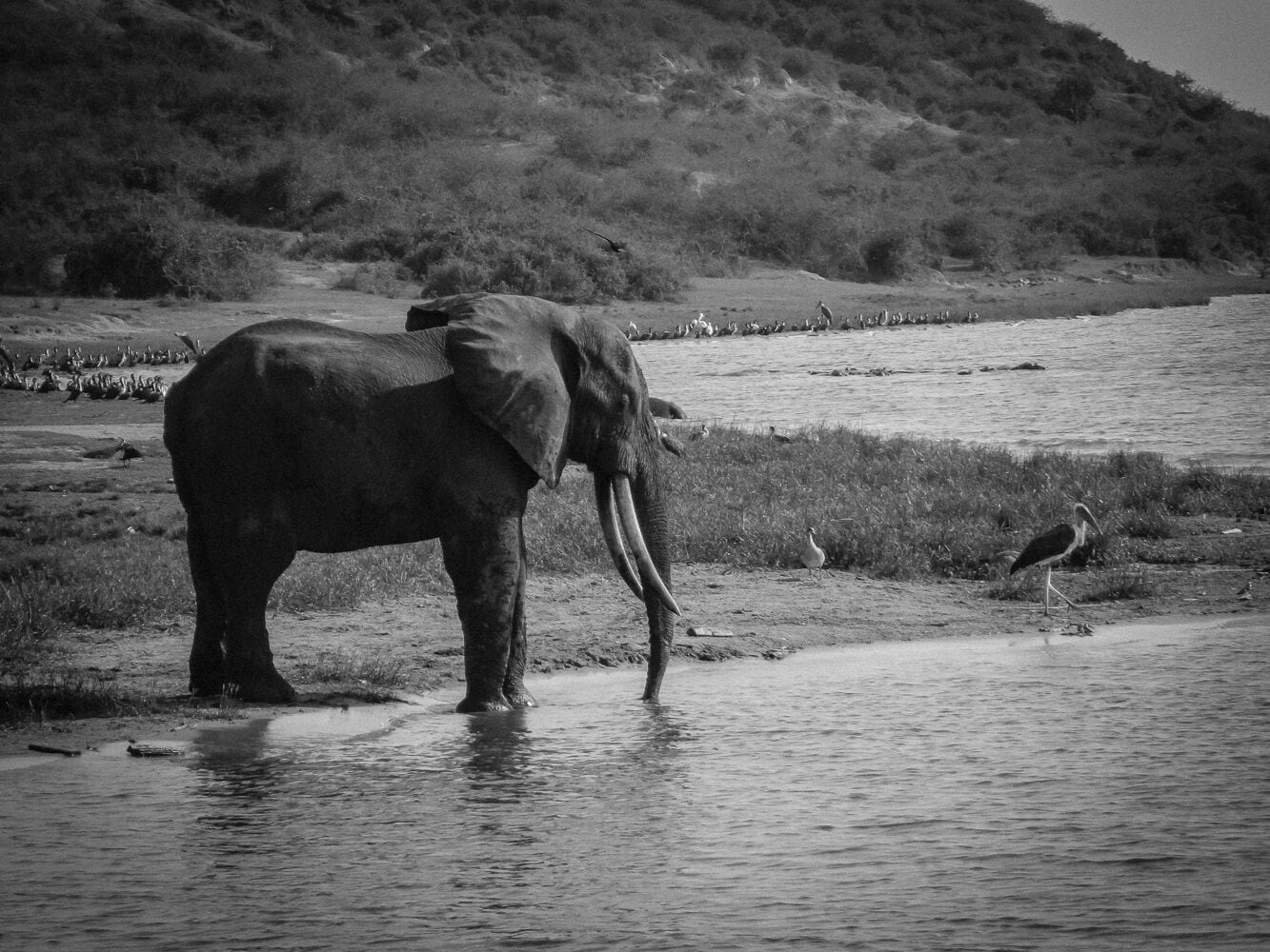 Queen Elizabeth National Park is the most visited National Park in Uganda. Located on the Western Region, the Park occupies more then 1,900 square kilometers. 
http://bit.ly/1QxsSKB