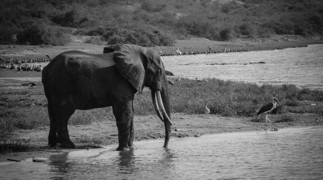Queen Elizabeth National Park is the most visited National Park in Uganda. Located on the Western Region, the Park occupies more then 1,900 square kilometers.
http://bit.ly/1QxsSKB