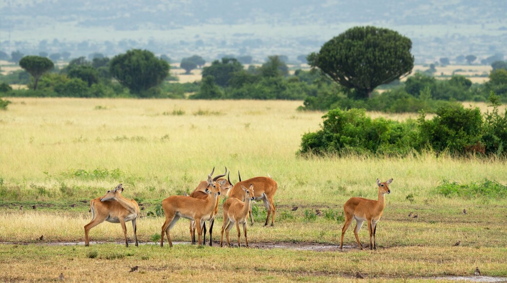 Parque Nacional Queen Elizabeth