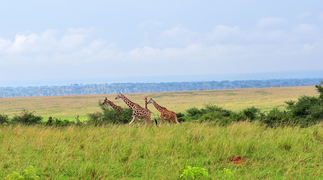 Parque Nacional Queen Elizabeth