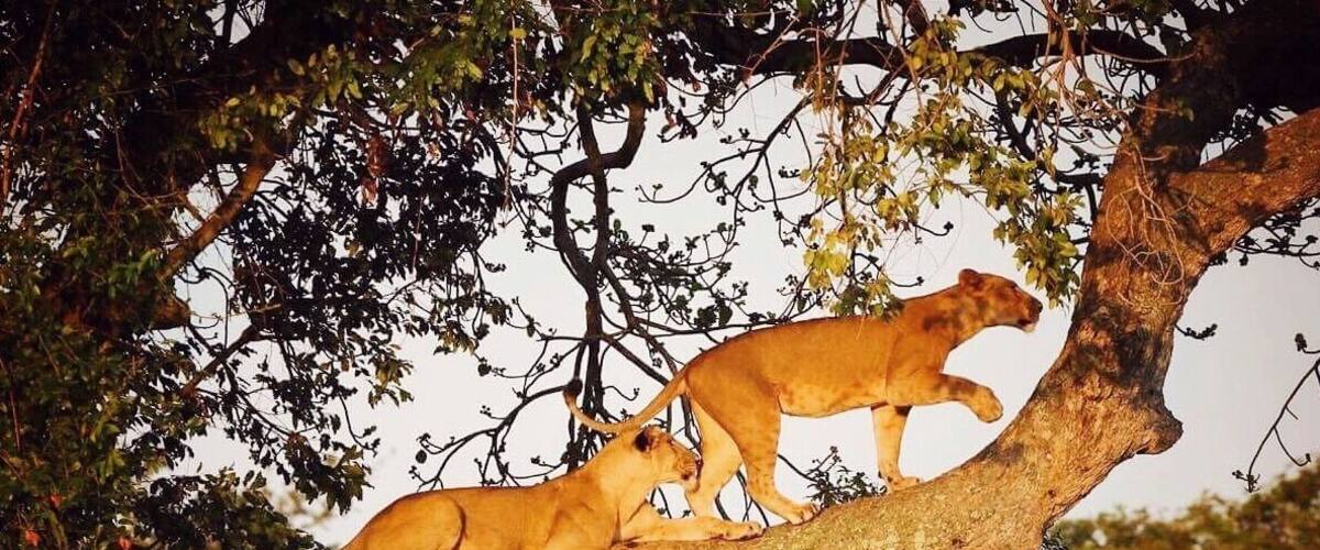 Some of the world’s only tree climbing lions can be found in Uganda, and we had the luck to experience it first hand! We saw this other 4x4 that had stopped to look at something so we approached it slowly and saw that there were a bunch of lions laying around in the high grass. The other guys told us they had been looking for a while but there was no activity, so they left. But we stayed, because we saw that there was a perfectly fine looking fig tree (the preferred kind of tree for tree climbing lions) just a short distance away. And what do you know – after a while they got up, stretched their legs, walked slowly up to the tree, and climbed up, one by one. So awesome! 😻 #nature #uganda #africa #safari #lions #ishasha