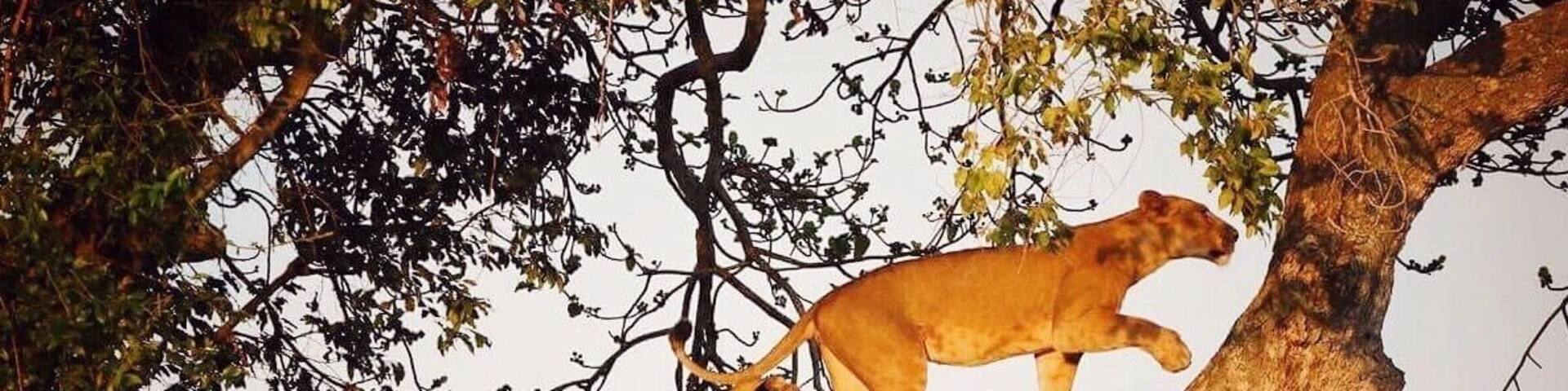 Some of the worldâs only tree climbing lions can be found in Uganda, and we had the luck to experience it first hand! We saw this other 4x4 that had stopped to look at something so we approached it slowly and saw that there were a bunch of lions laying around in the high grass. The other guys told us they had been looking for a while but there was no activity, so they left. But we stayed, because we saw that there was a perfectly fine looking fig tree (the preferred kind of tree for tree climbing lions) just a short distance away. And what do you know â after a while they got up, stretched their legs, walked slowly up to the tree, and climbed up, one by one. So awesome! đ» #nature #uganda #africa #safari #lions #ishasha