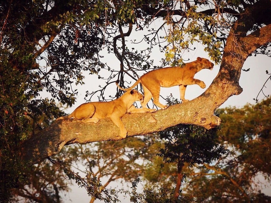 Some of the world’s only tree climbing lions can be found in Uganda, and we had the luck to experience it first hand! We saw this other 4x4 that had stopped to look at something so we approached it slowly and saw that there were a bunch of lions laying around in the high grass. The other guys told us they had been looking for a while but there was no activity, so they left. But we stayed, because we saw that there was a perfectly fine looking fig tree (the preferred kind of tree for tree climbing lions) just a short distance away. And what do you know – after a while they got up, stretched their legs, walked slowly up to the tree, and climbed up, one by one. So awesome! 😻 #nature #uganda #africa #safari #lions #ishasha