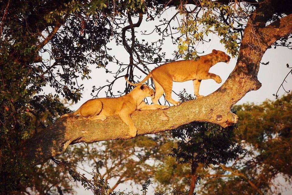 Two lions on a tree branch in a forest.