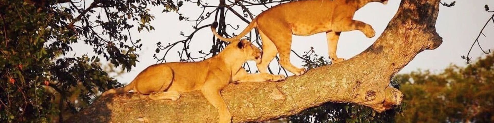 Some of the world’s only tree climbing lions can be found in Uganda, and we had the luck to experience it first hand! We saw this other 4x4 that had stopped to look at something so we approached it slowly and saw that there were a bunch of lions laying around in the high grass. The other guys told us they had been looking for a while but there was no activity, so they left. But we stayed, because we saw that there was a perfectly fine looking fig tree (the preferred kind of tree for tree climbing lions) just a short distance away. And what do you know – after a while they got up, stretched their legs, walked slowly up to the tree, and climbed up, one by one. So awesome! 😻 #nature #uganda #africa #safari #lions #ishasha
