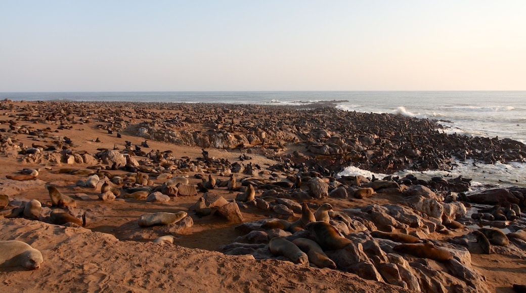 Parc national de Skeleton Coast qui includes plage, cÎte escarpée et vie marine