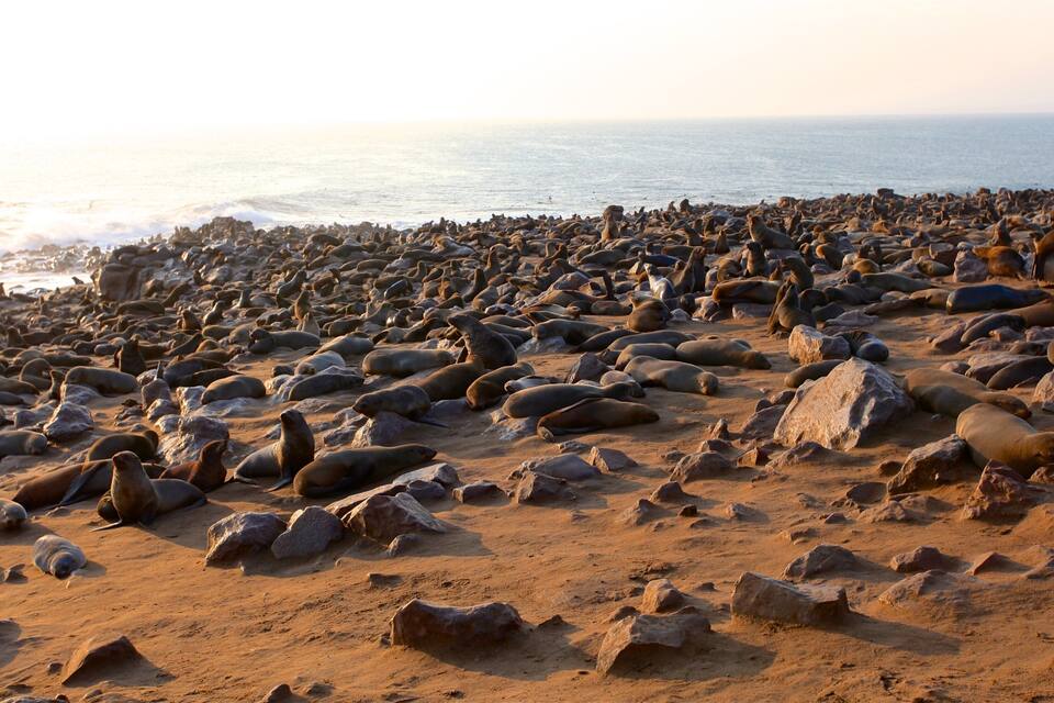 A beach with numerous sea lions resting on the sand and rocks.