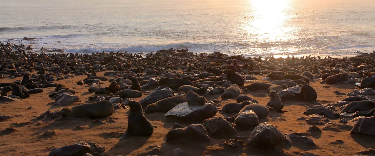 Skeleton Coast-nationalparken som omfatter en sandstrand, udsigt over kystområde og en solnedgang