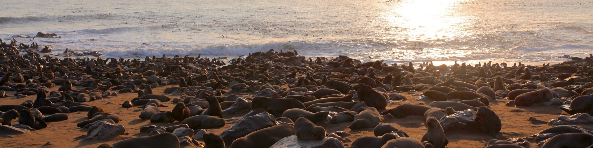 Skeleton Coast National Park que incluye vistas de una costa, vida marina y una playa de arena