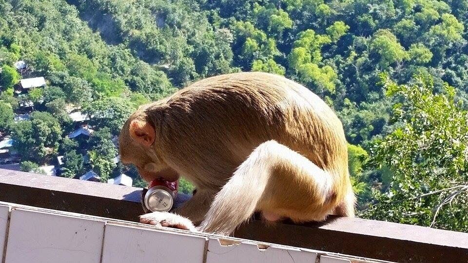 In general I’m a huge monkey fan. But I hate these guys. Super aggressive. Fast as hell. And apparently aren’t concerned with cutting their gums while puncturing a coke can.