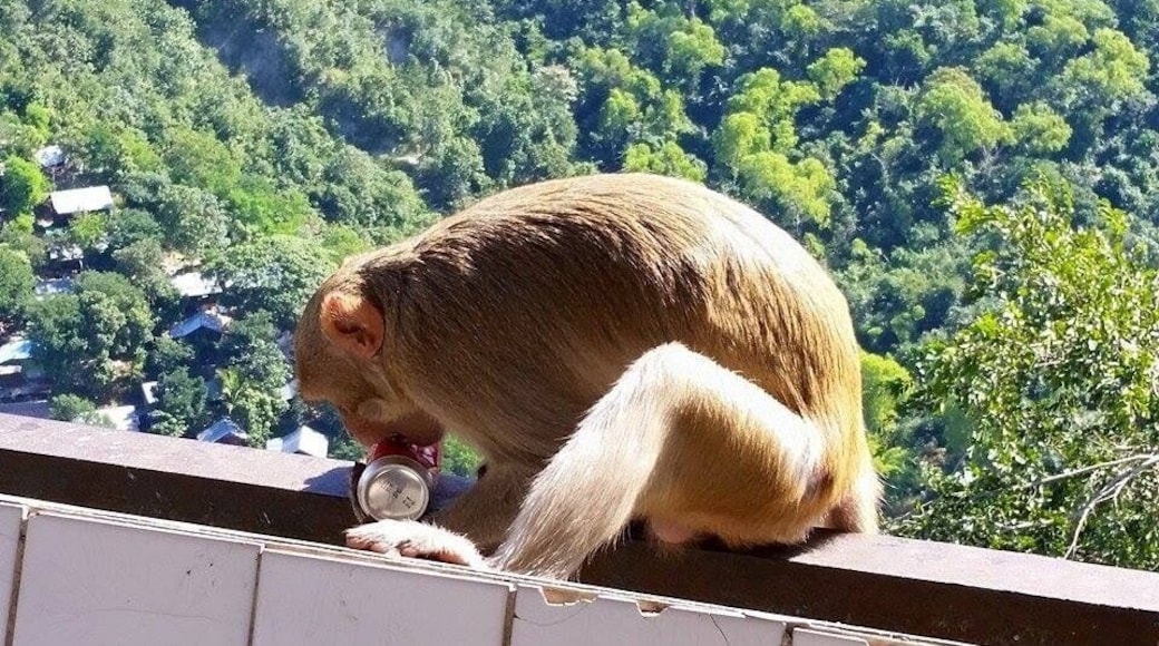 In general I’m a huge monkey fan. But I hate these guys. Super aggressive. Fast as hell. And apparently aren’t concerned with cutting their gums while puncturing a coke can.