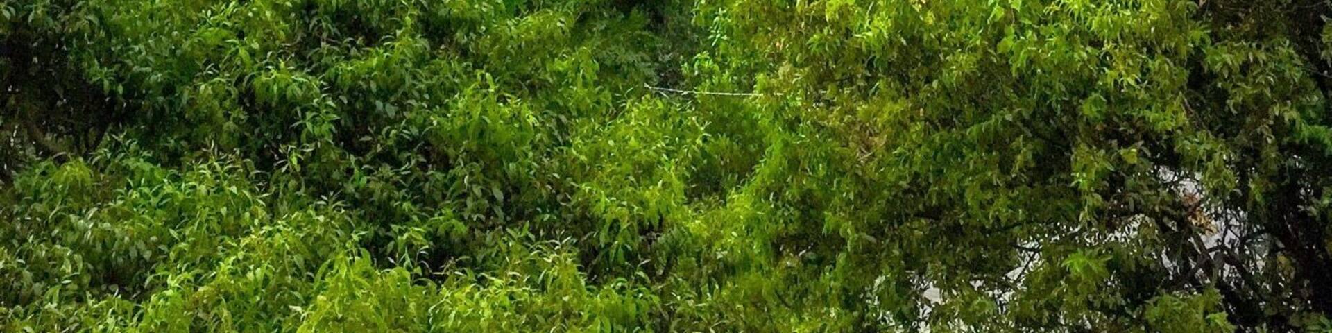 The views of beautiful Mount Popa , old volcano mountain as Mount Popa , so Mount Popa is a volcano 1518 meters ( 4981 feet ) above sea level and located in central Burma .