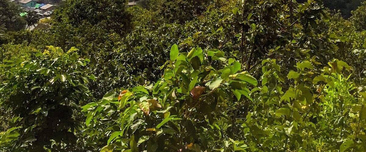 The views of beautiful Mount Popa , old volcano mountain as Mount Popa , so Mount Popa is a volcano 1518 meters ( 4981 feet ) above sea level and located in central Burma .