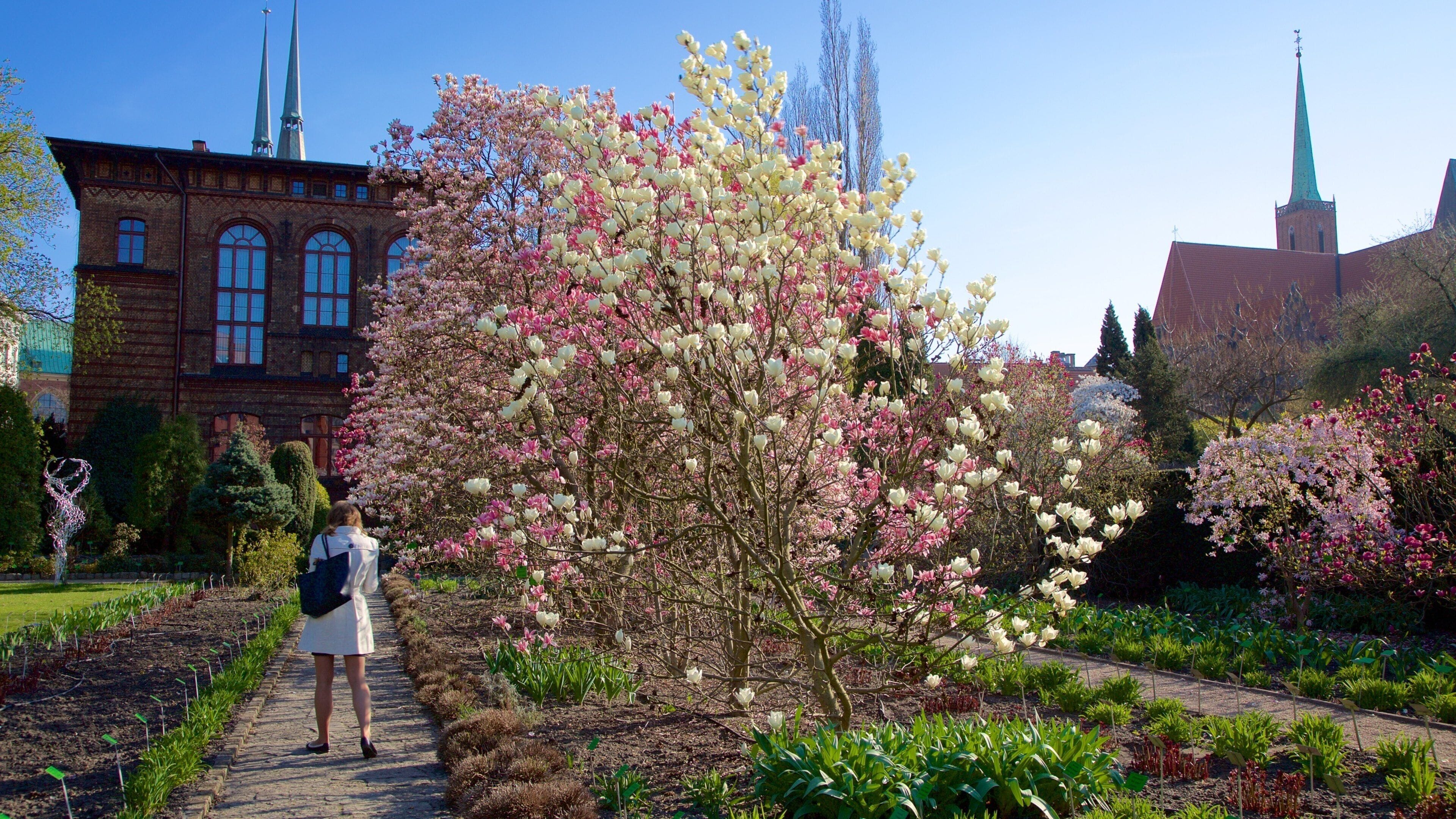 Un jardin où les arbres sont en fleurs et un bâtiment historique surmonté d’une flèche.