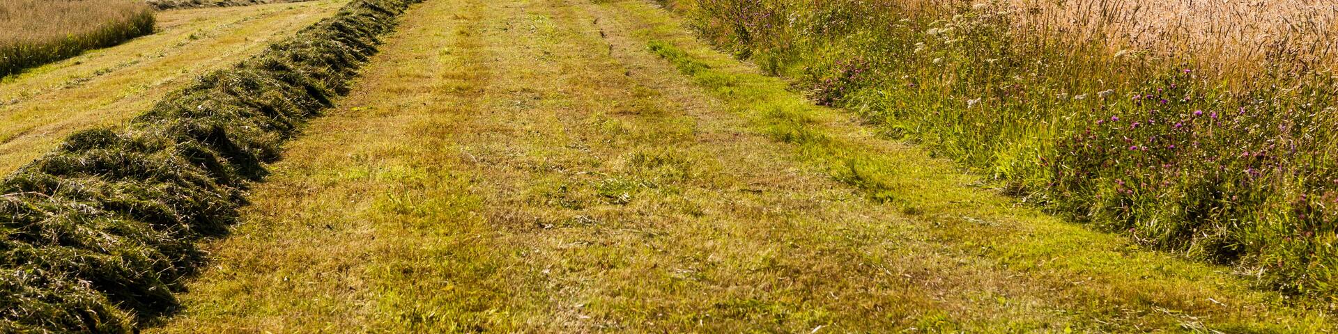 Nature fields in south Poland with view to Slovak Tatra Mountains in summer ; Shutterstock ID 254843413
