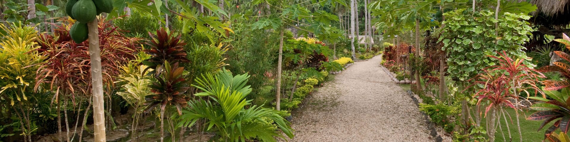 Un sentier de jardin bordé de plantes tropicales et de palmiers.