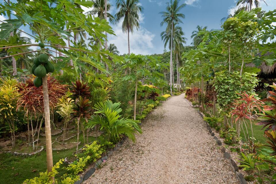 Un sendero en un jardín rodeado de plantas tropicales y palmeras.