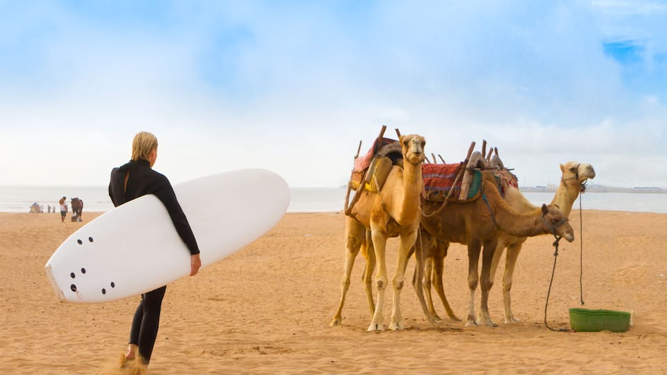 Female surfer and camels at the beach of Essaouira, Morocco, Africa. ; Shutterstock ID 207929605; Purchase Order: -