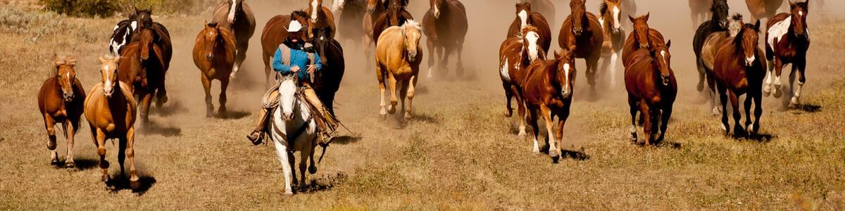 Big Sky Resort featuring horseriding, tranquil scenes and land animals