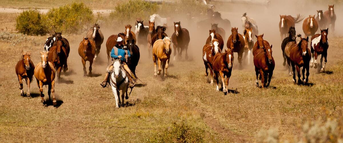Big Sky Resort featuring horseriding, tranquil scenes and land animals