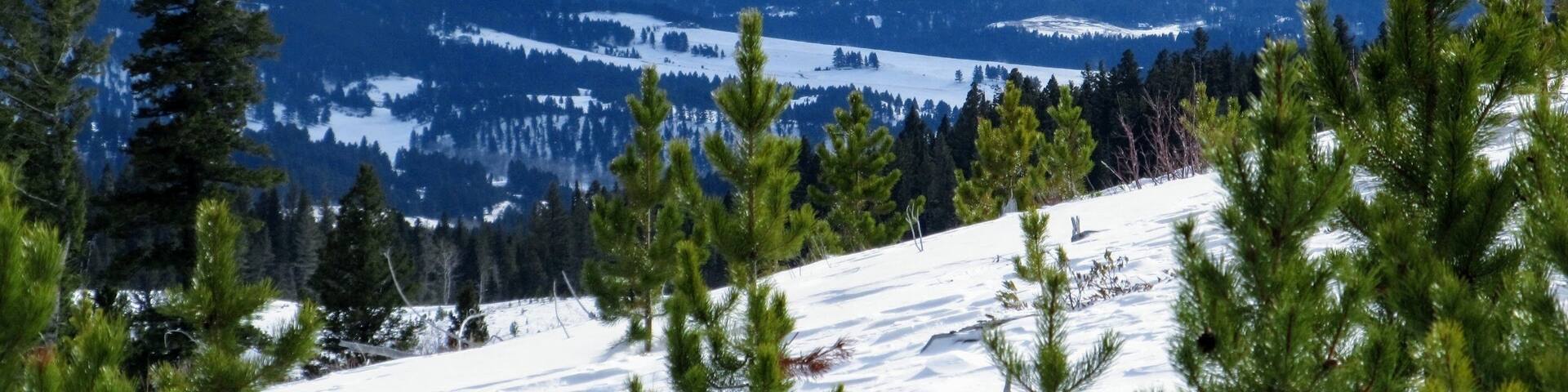 snow covered mountains