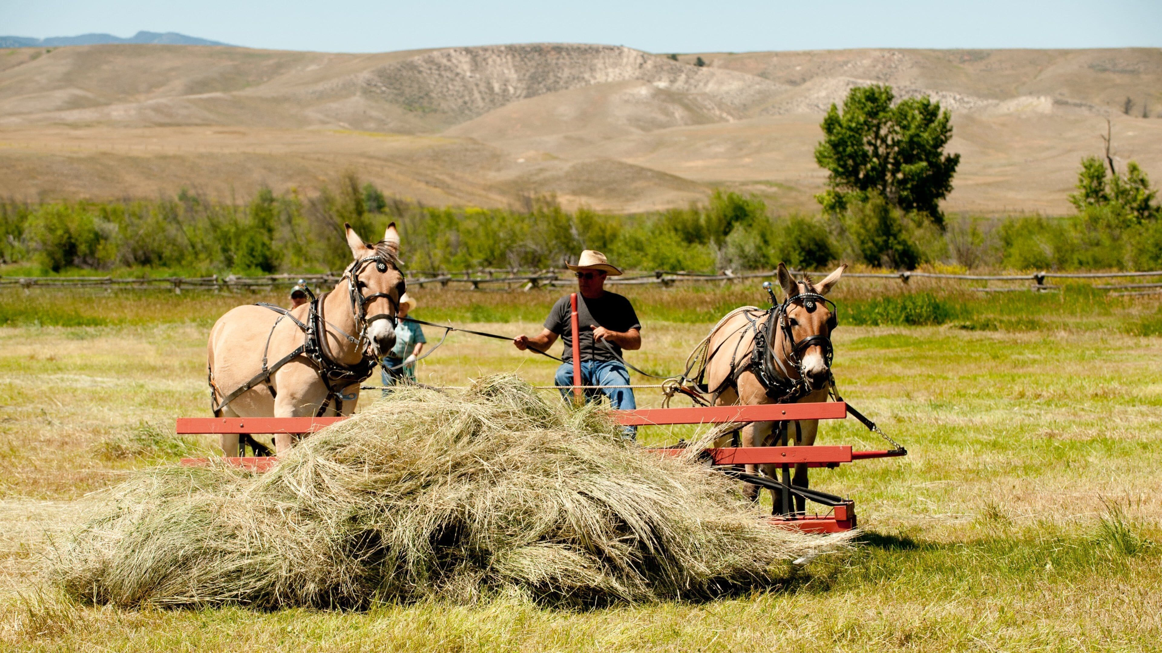 Grant-Kohrs Ranch National Historic Site showing tranquil scenes